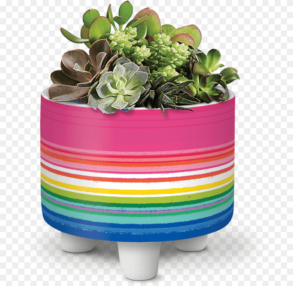 Succulent Plant, Jar, Planter, Potted Plant, Pottery Png