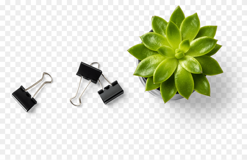 Succulent Plant, Accessories, Leaf, Potted Plant Free Png Download