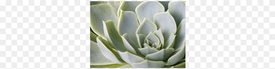 Succulent Plant, Food, Produce, Artichoke, Vegetable Free Png Download