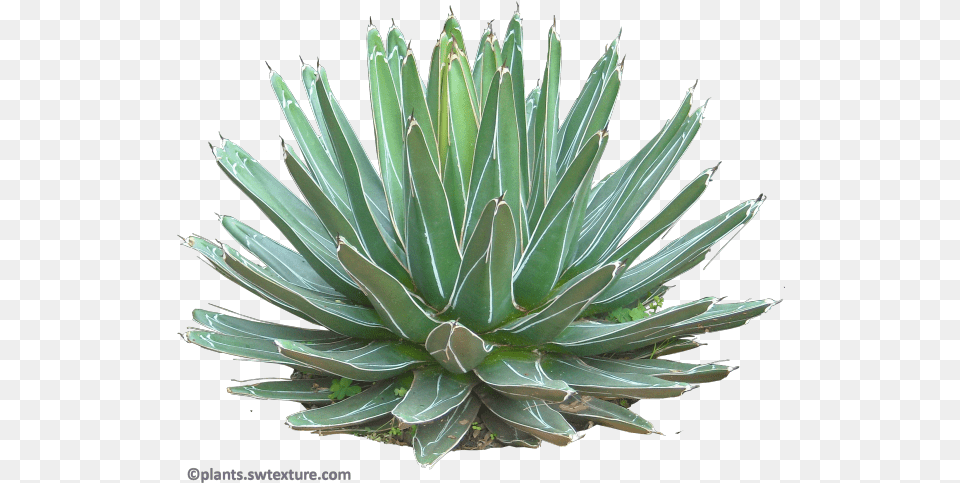 Succulent Plant Agave Plant, Agavaceae Free Transparent Png