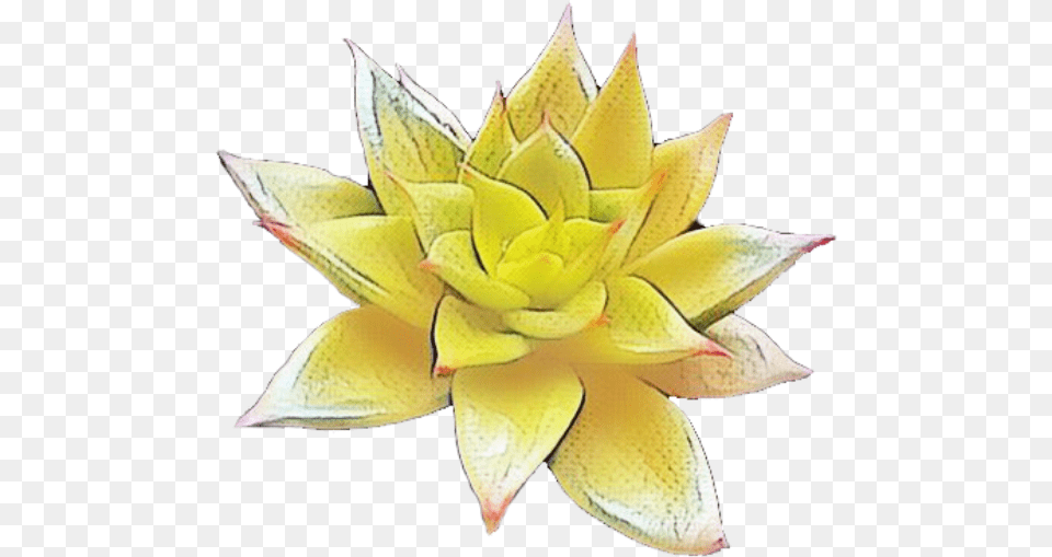 Succulent Plant Cactus Aesthetic, Dahlia, Flower, Petal, Leaf Free Png