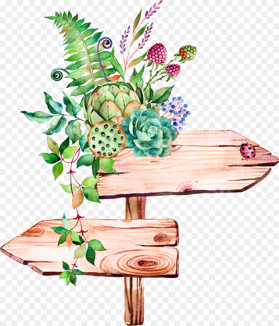Succulent Plant Illustration Watercolor Signs Painting Succulent Watercolor Png Image