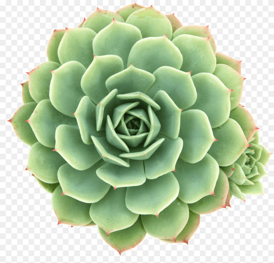 Succulent Plant Image Echeveria Abalone, Artichoke, Food, Produce, Vegetable Free Png