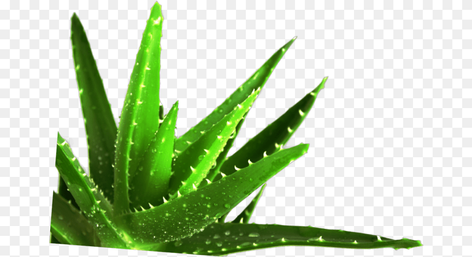 Succulent Plant Medicine Medicinal Plants Ayurvedic Aloe Vera Plants Free Png
