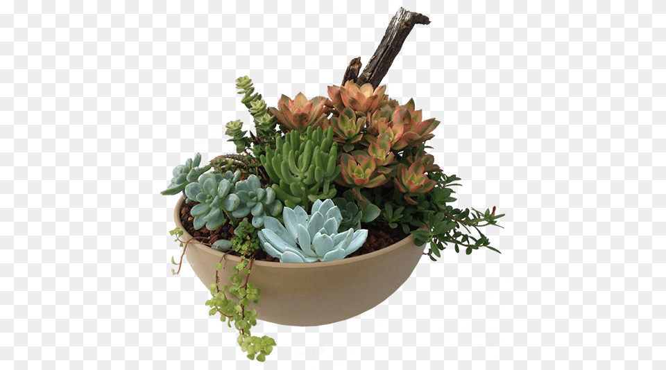 Succulent Plant Transparent Succulent Transparent, Vase, Pottery, Potted Plant, Planter Png