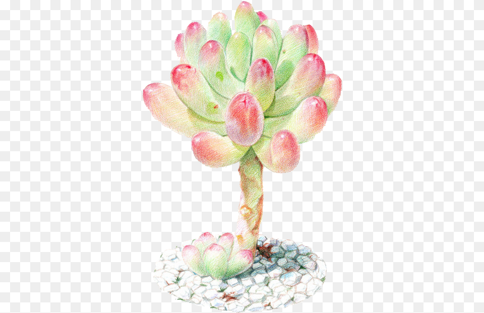 Succulent Plant Watercolor Painting Colored Pencil Colored Pencil, Bud, Flower, Sprout, Petal Png Image