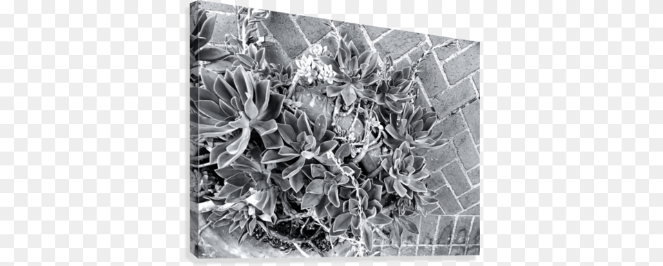 Succulent Plant With Brick Floor Background In Black Canvas Print, Potted Plant, Path, Flower, Road Free Png