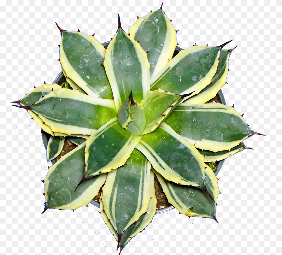 Succulent Plants, Plant, Aloe Png