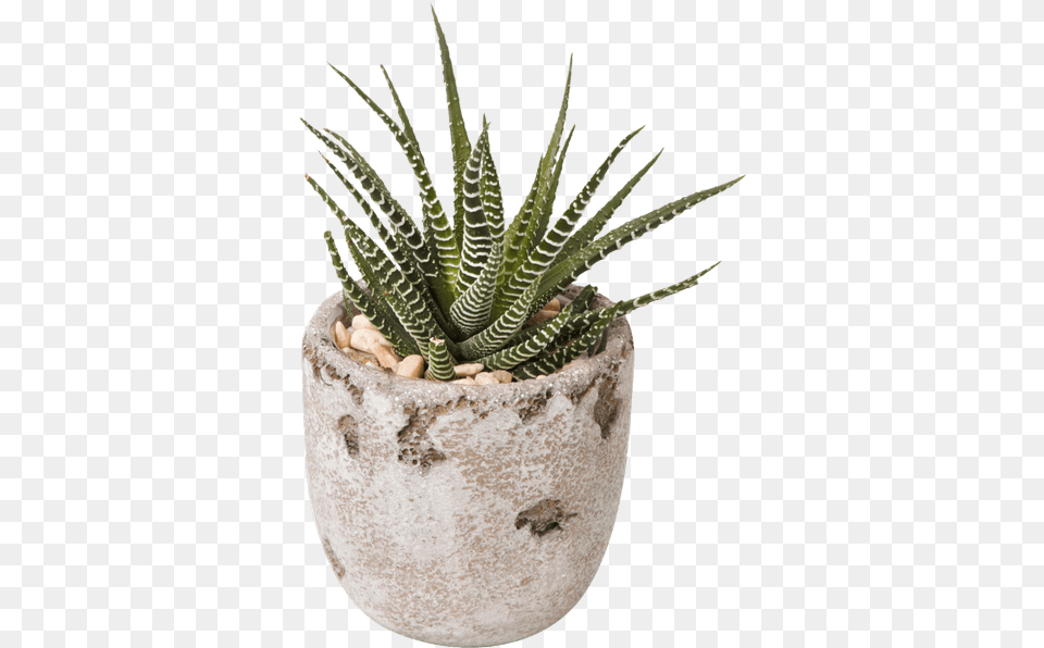 Succulent Pot Flowerpot, Plant, Potted Plant, Aloe Free Png
