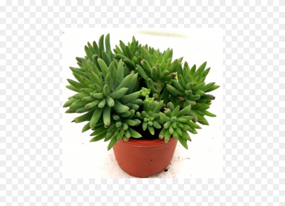 Succulent Sedum Morganianum, Plant, Potted Plant, Aloe Free Png