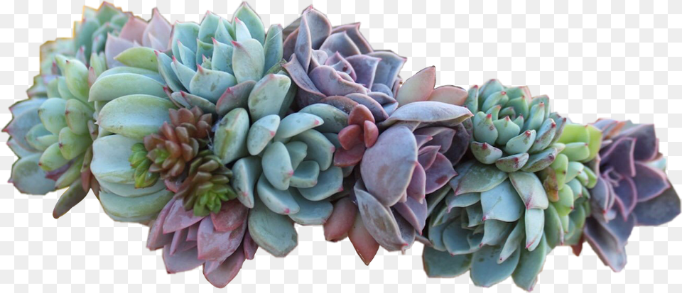 Succulent Sticker Succulent Crown, Bud, Flower, Plant, Potted Plant Png