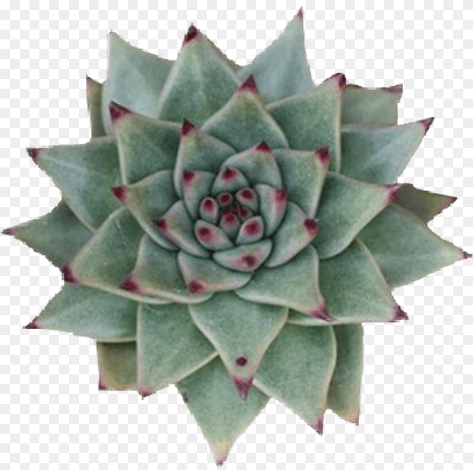 Succulent Sticker Succulent Plant, Flower, Rose Free Transparent Png