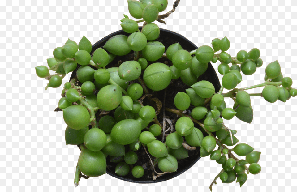 Succulent String Of Pearls Seedless Fruit, Food, Grapes, Plant, Produce Free Png