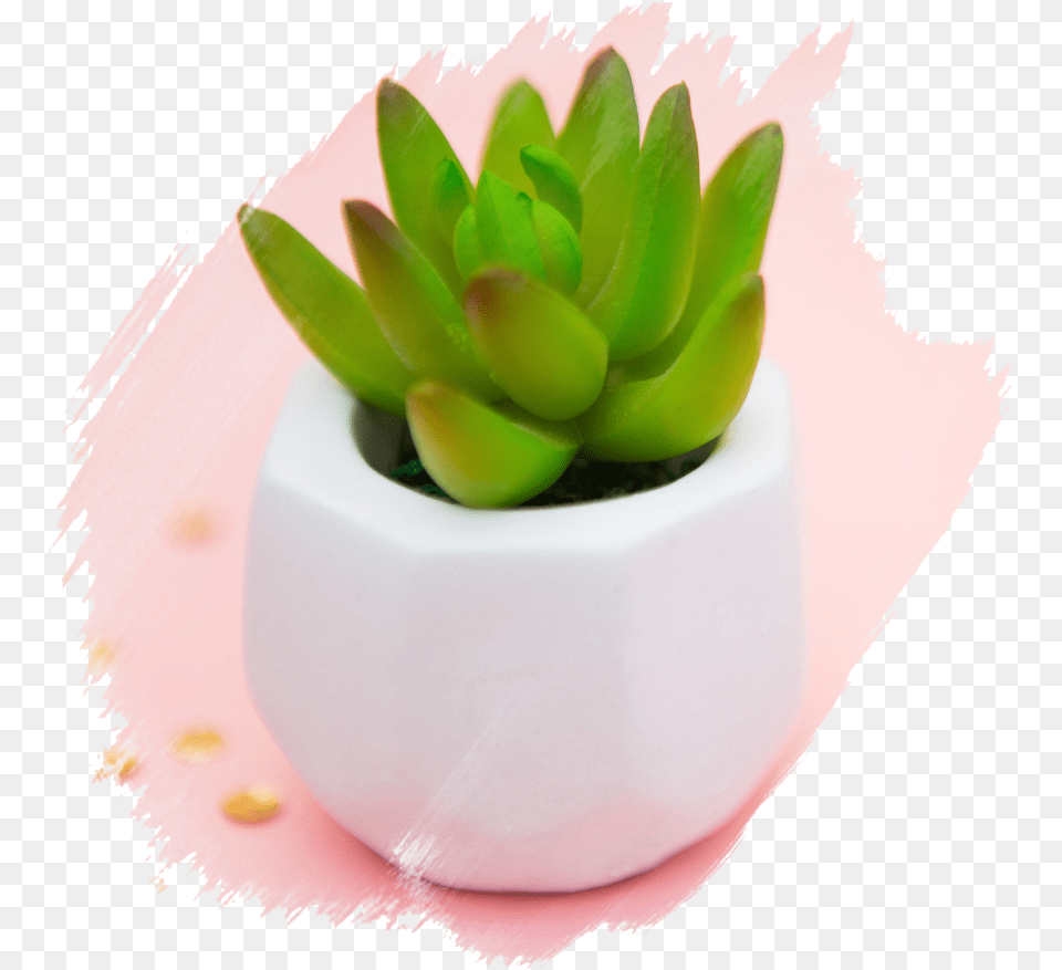 Succulent Succulent Brushed Artificial Flower Succulent Plant, Jar, Planter, Potted Plant, Pottery Free Transparent Png