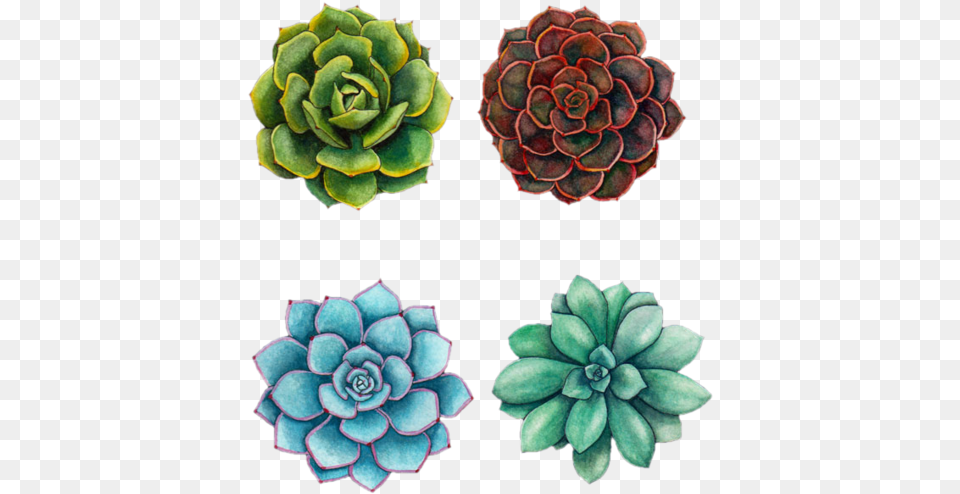Succulent Tattoos Drawings Succulent And Fern Drawing, Dahlia, Flower, Plant, Tree Free Png