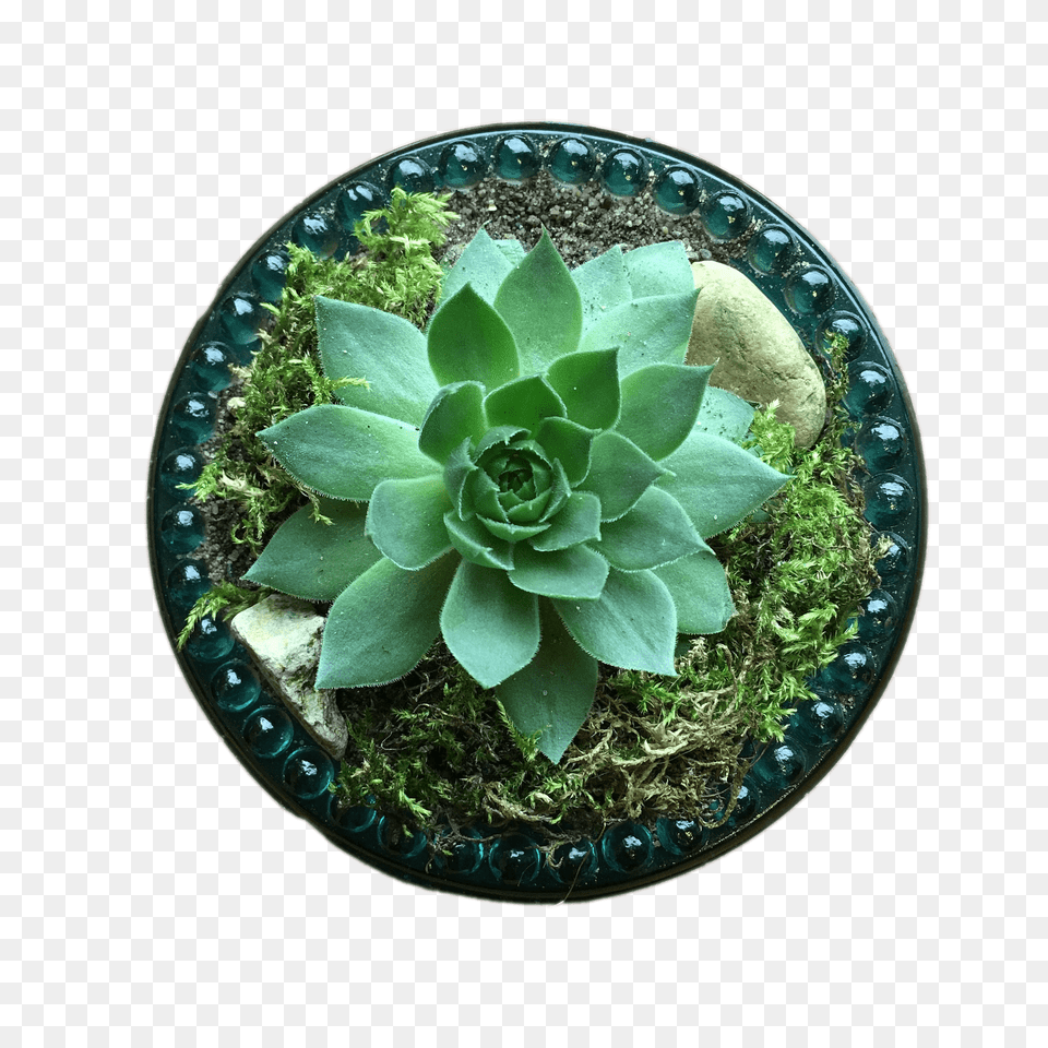 Succulent Top View, Vase, Pottery, Potted Plant, Plate Free Transparent Png