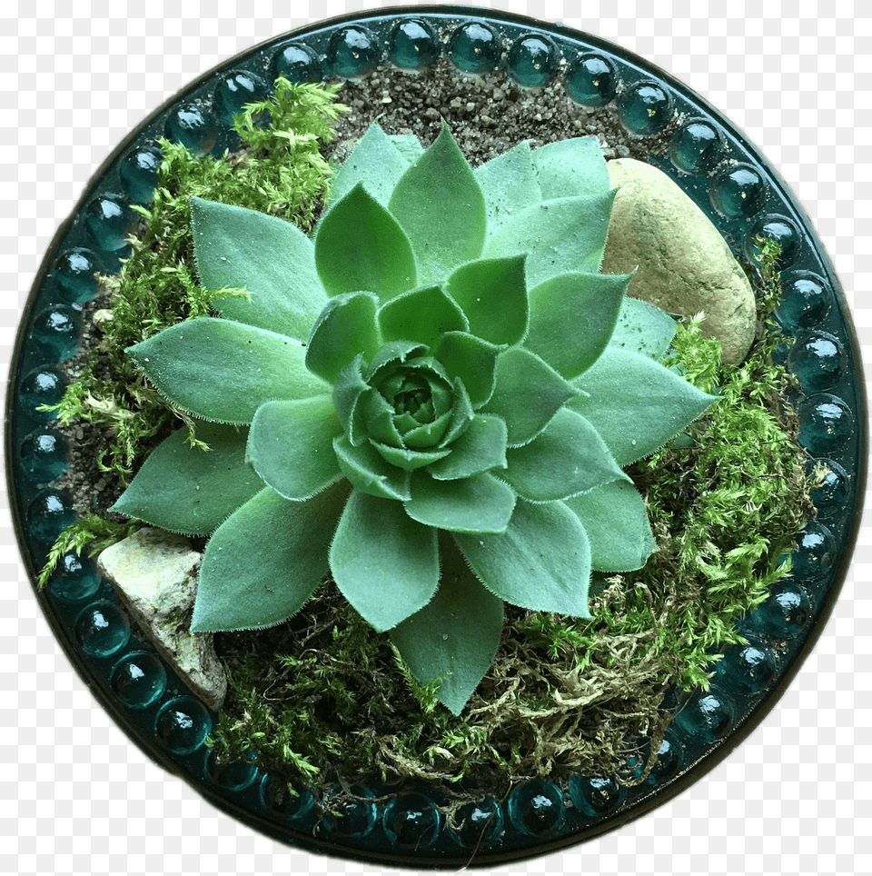 Succulent Top View Transparent Flower Pot Top, Vase, Pottery, Potted Plant, Plate Free Png Download