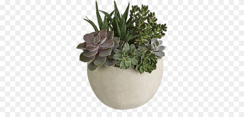 Succulent Variety, Jar, Plant, Planter, Potted Plant Png