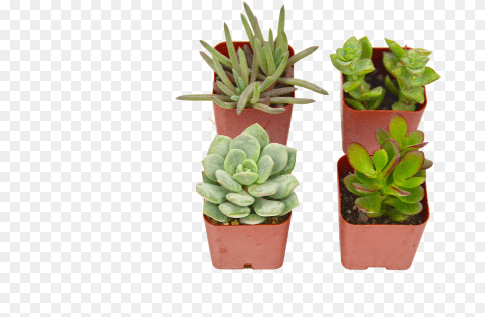 Succulent Variety Pack Flowerpot, Jar, Plant, Planter, Potted Plant Png Image