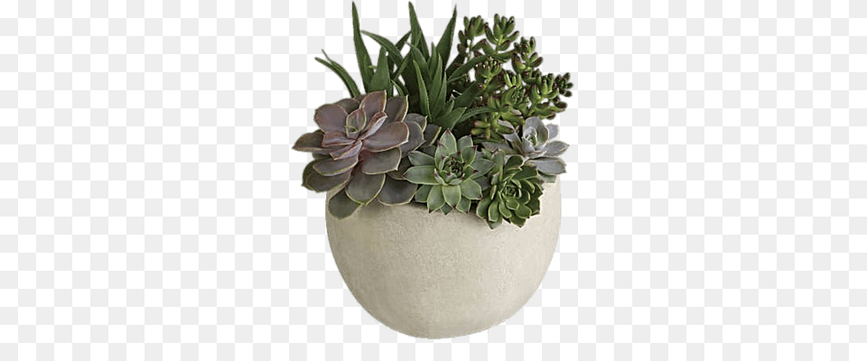 Succulent Variety Succulent Plants, Jar, Plant, Planter, Potted Plant Free Png