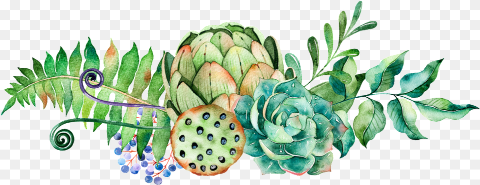 Succulent Vector Watercolor Succulent, Plant, Food, Leaf, Produce Png Image