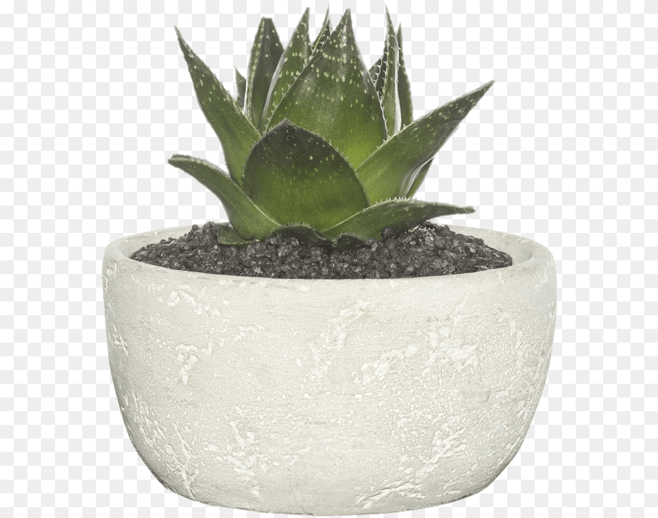 Succulent With Clear Background, Jar, Plant, Planter, Potted Plant Free Png Download