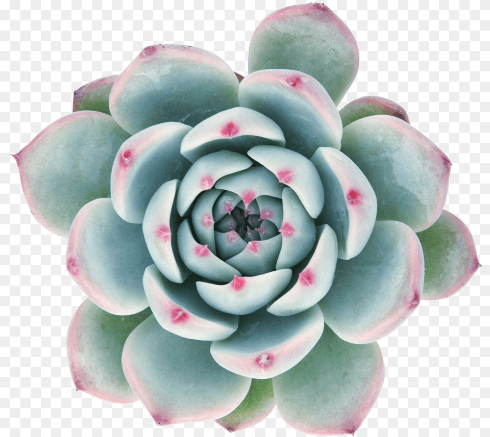 Succulent With Clear Background, Dahlia, Flower, Plant, Accessories Png Image