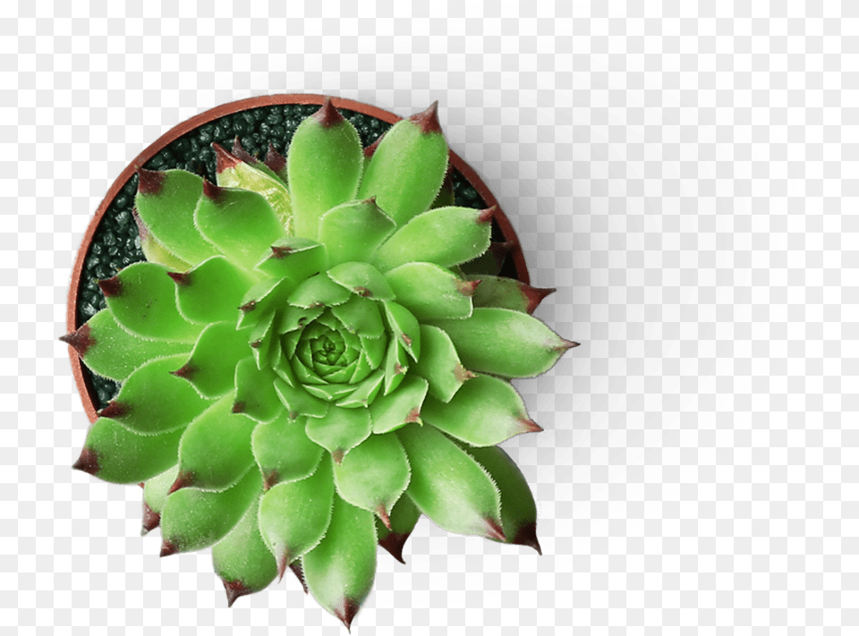 Succulent With Transparent Background, Plant, Potted Plant Png Image