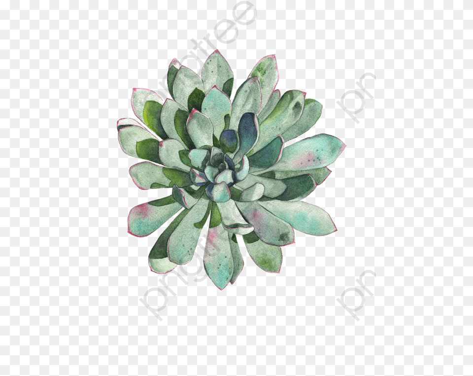 Succulent Wreath Clipart Succulent Clip Art, Potted Plant, Plant, Leaf, Pottery Png Image