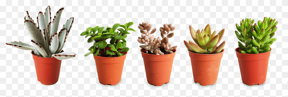 Succulents, Jar, Plant, Planter, Potted Plant Free Png