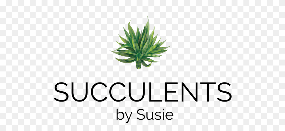 Succulents, Plant, Aloe, Leaf Png Image