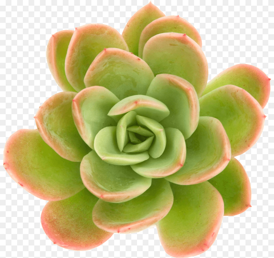 Succulents, Plant, Potted Plant, Accessories, Gemstone Free Png Download