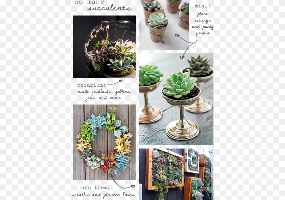 Succulents, Vase, Pottery, Potted Plant, Planter Free Transparent Png