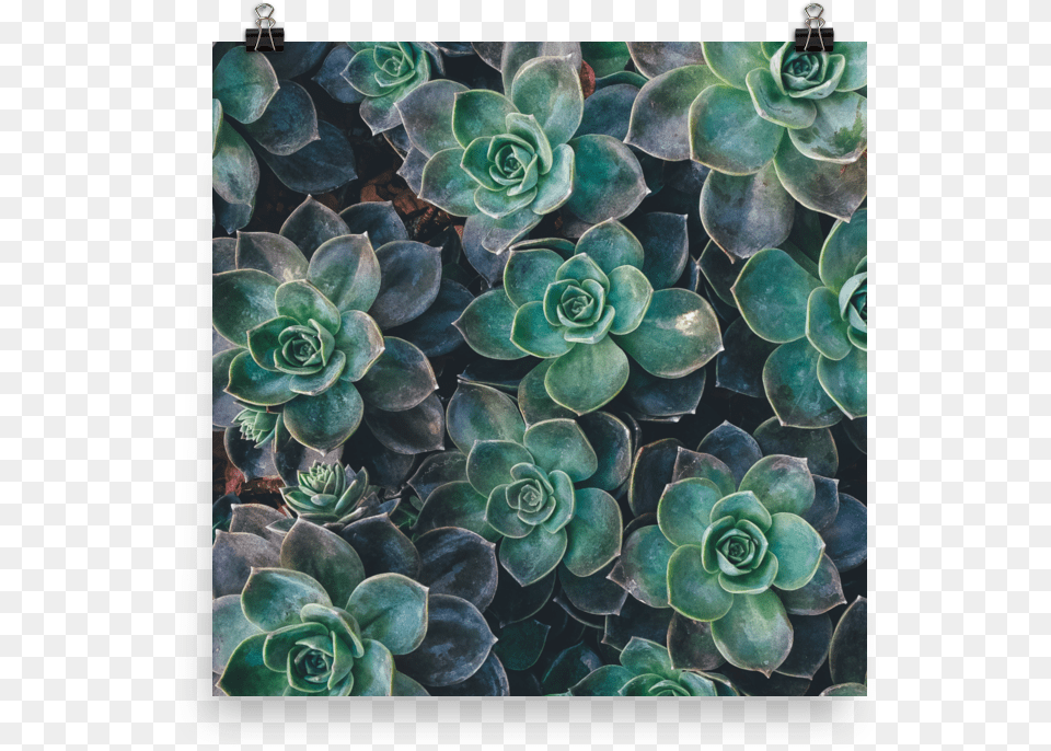 Succulents, Plant, Accessories, Ornament, Pattern Free Transparent Png