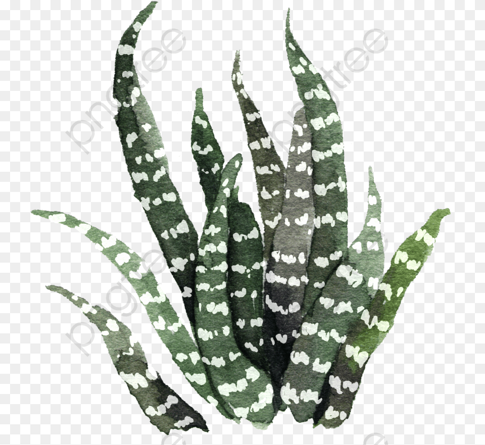Succulents And Cactus Aesthetic, Leaf, Plant Png