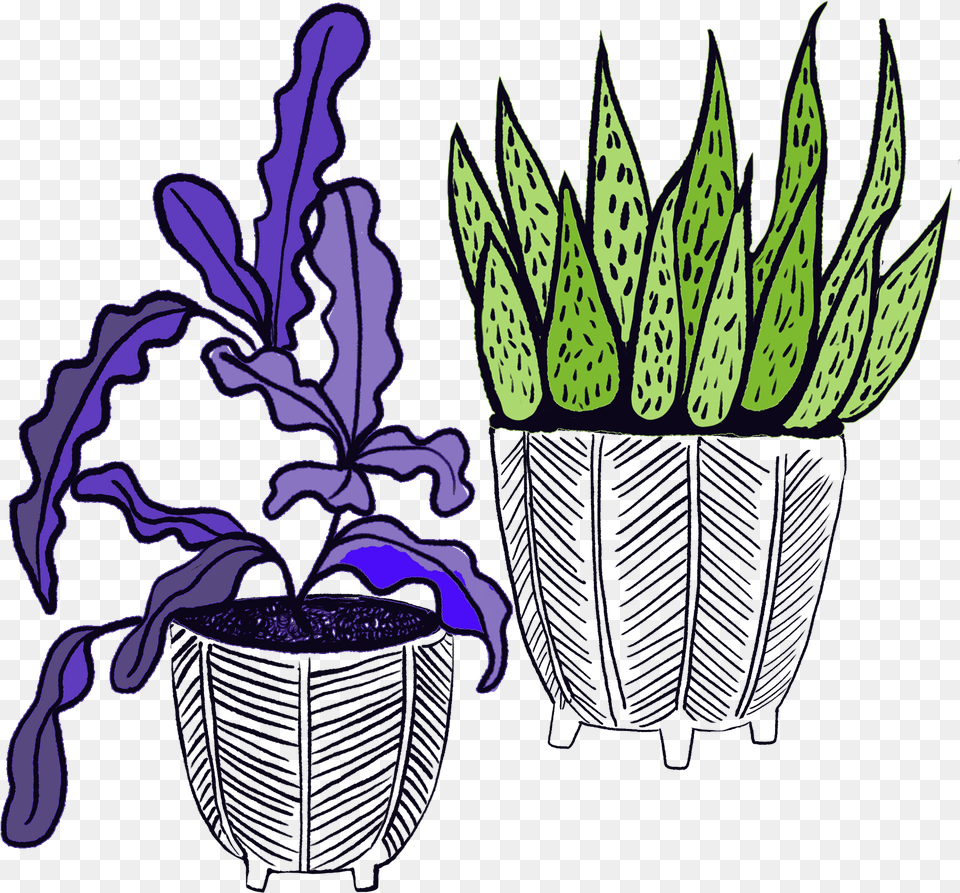 Succulents Brewery Clipart Download, Purple, Leaf, Plant, Potted Plant Free Transparent Png