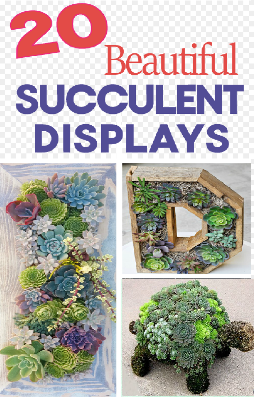 Succulents Displays, Plant, Potted Plant, Pattern Png