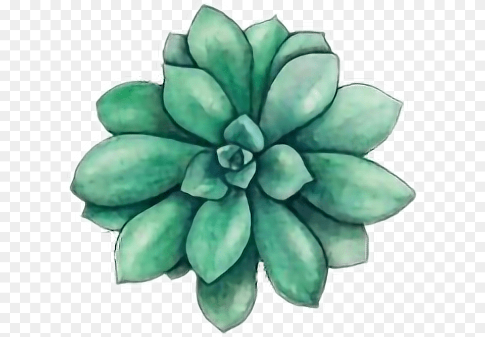 Succulents Drawing Succulents Tumblr Drawing, Accessories, Plant, Dahlia, Flower Free Png