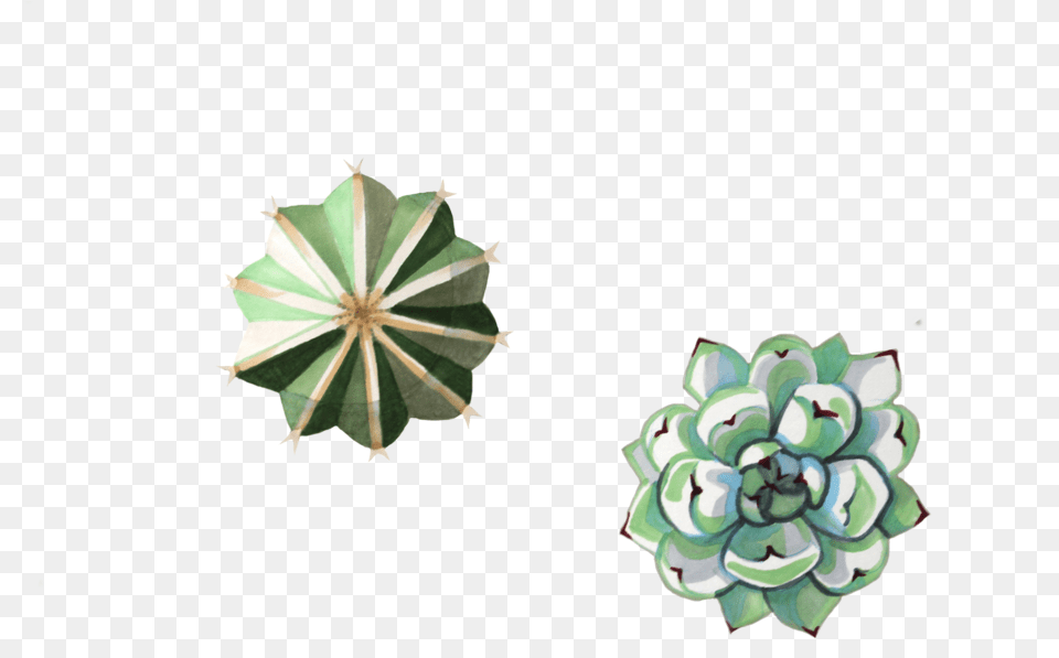 Succulents Echeveria, Accessories, Flower, Plant, Rose Free Png