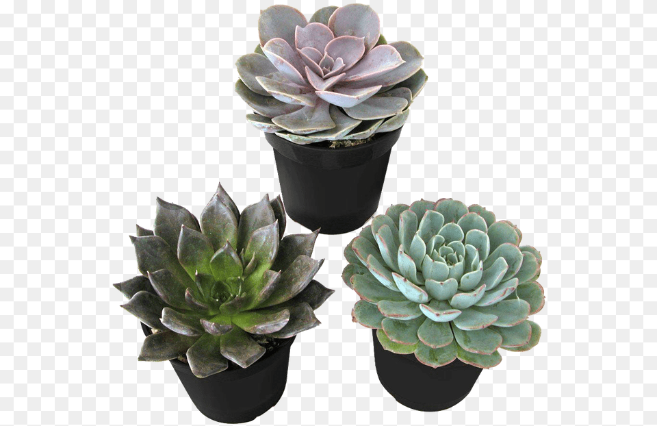 Succulents Emma Chamberlain Inspired Outfits, Plant, Potted Plant, Jar, Planter Png