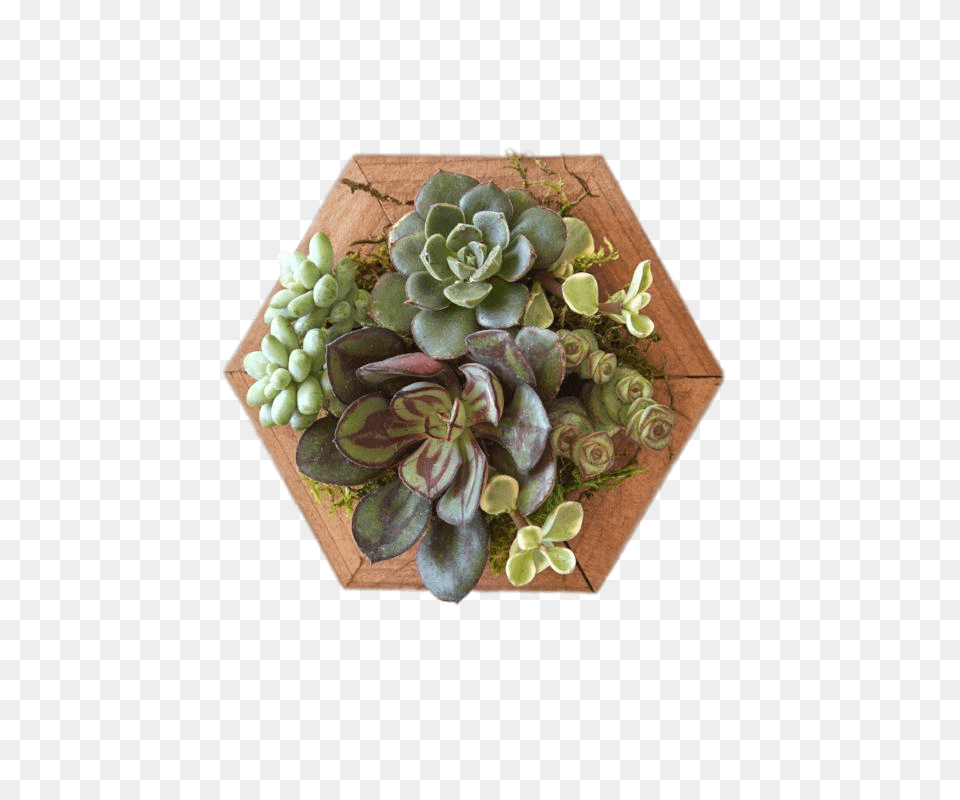 Succulents On Wooden Base, Vase, Pottery, Potted Plant, Jar Free Transparent Png