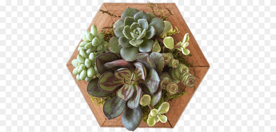 Succulents On Wooden Base Succulent, Vase, Pottery, Potted Plant, Planter Free Png