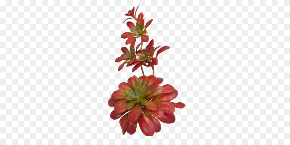 Succulents Paul Michael Company, Flower, Geranium, Petal, Plant Free Png