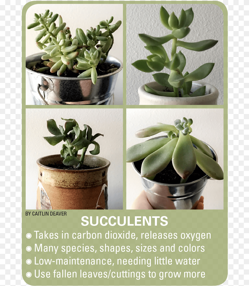 Succulents Succulent Budding, Jar, Plant, Planter, Potted Plant Free Transparent Png