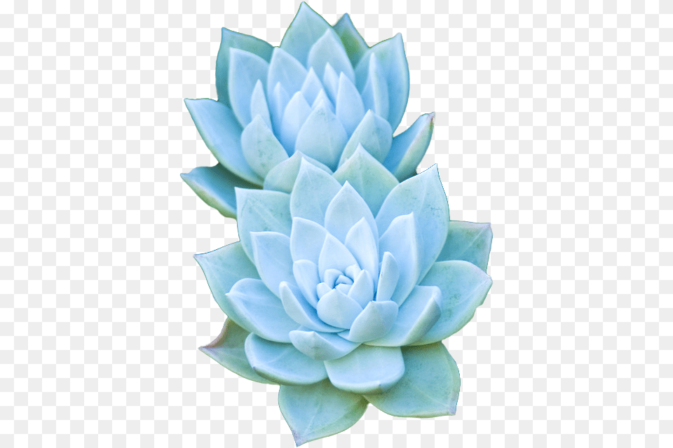 Succulents Transparent Succulent Background, Dahlia, Flower, Plant, Petal Png Image