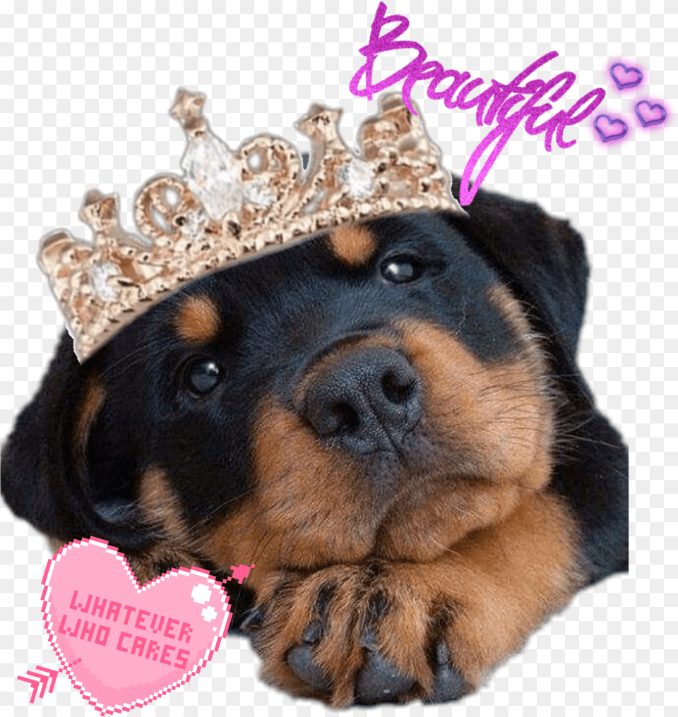 Suchacutie Favdog Rottie Rottweiler Beautiful Baby Anne Bottom Heavy, Chandelier, Lamp, Light Fixture, Ceiling Light Free Png