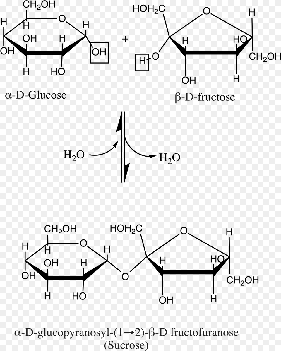 Sucrose Structure, Text Free Transparent Png