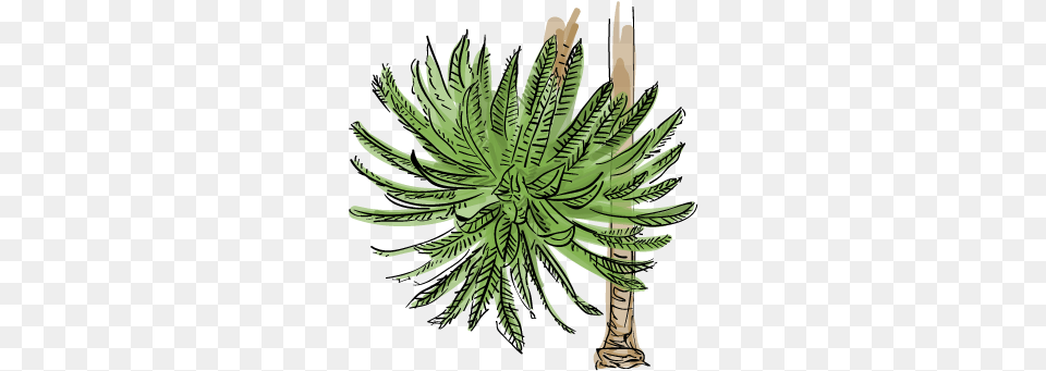 Sudden Crown Drop Illustration, Green, Leaf, Plant, Herbal Png