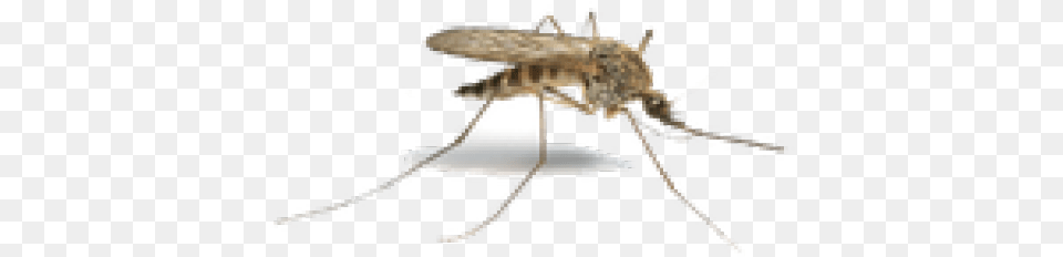 Sudden Death Mosquito, Animal, Insect, Invertebrate Free Png Download