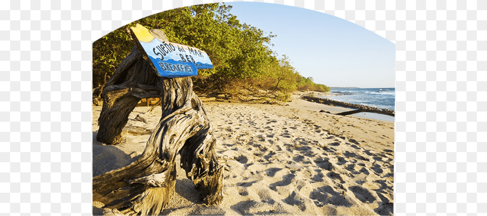 Sueno Del Mar Sea, Beach, Water, Tree, Shoreline Png Image